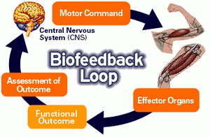 biofeedback-loop-erc