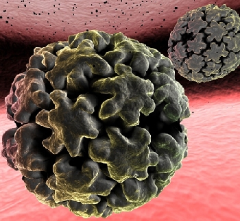 papillomavirus-4eloveka