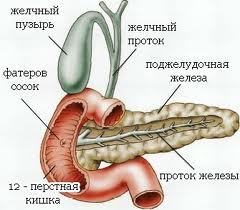 podzhelud zheleza