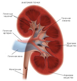 anatomy-po4ki-erc